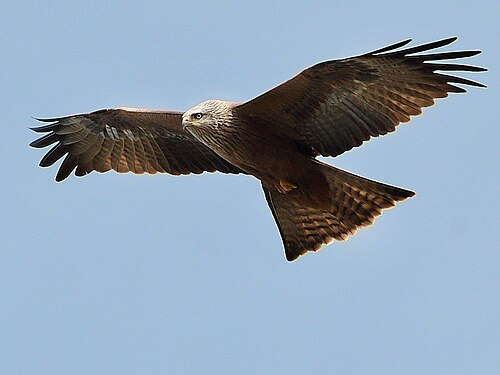 Black Kite, the film's subject