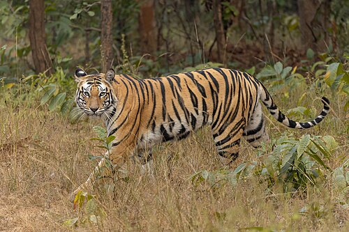 Bengal tiger, the film's subject