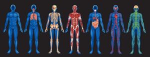 The Mysteries of Human Body