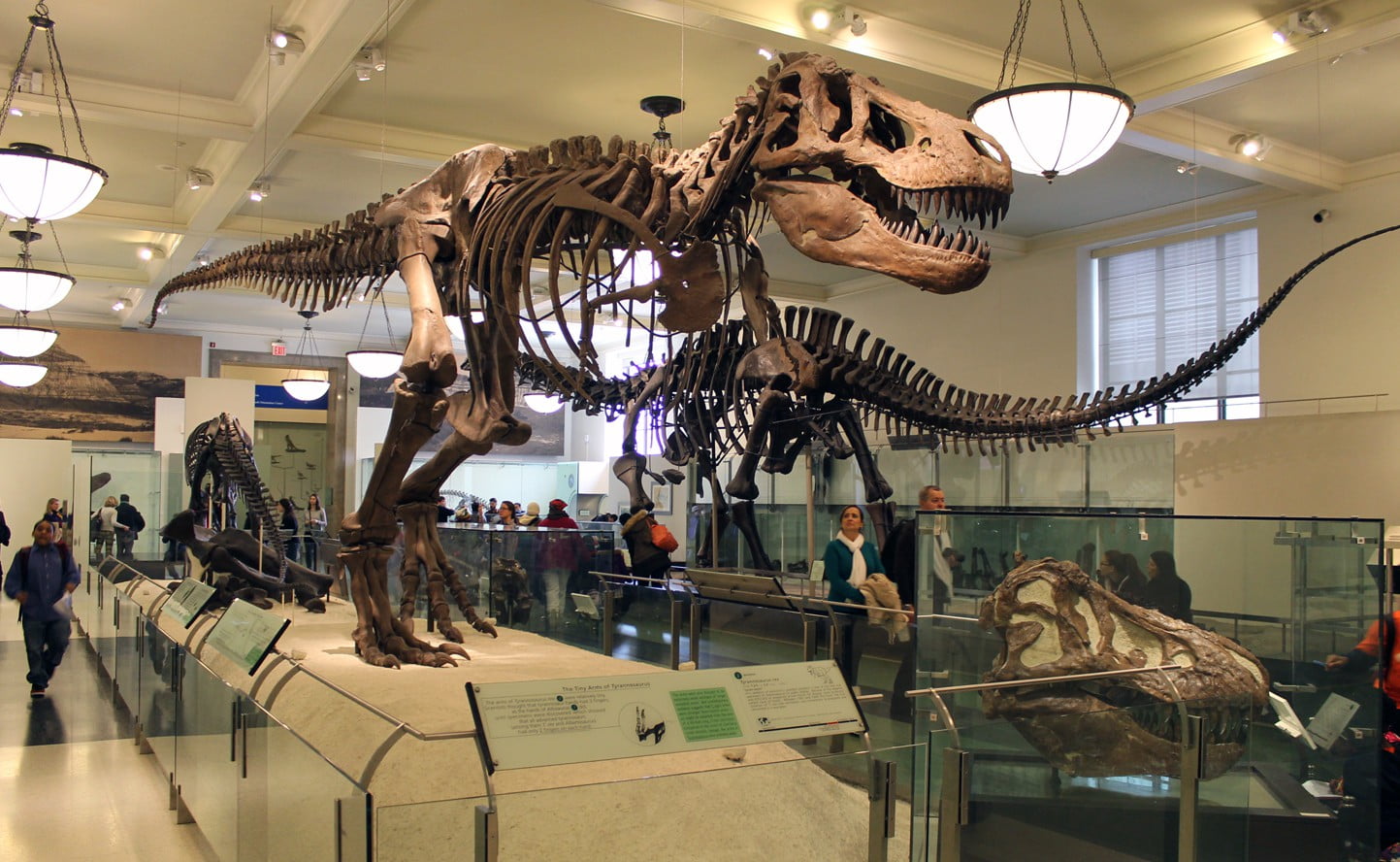 Tyrannosaurus rex Fossil American Museum of Natural History