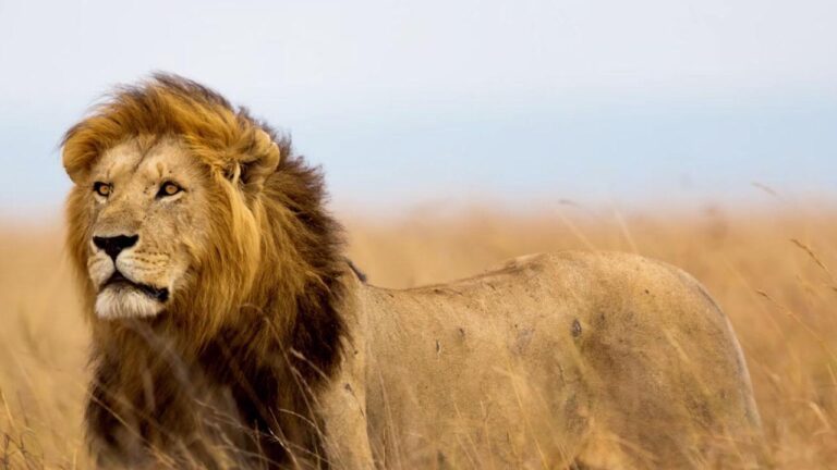 The Lifestory of Cecil the Lion – From Endangered Species to a Legend