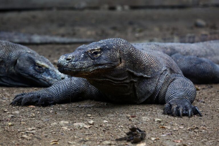 Komodo Dragons – The Largest Living Lizard on Earth