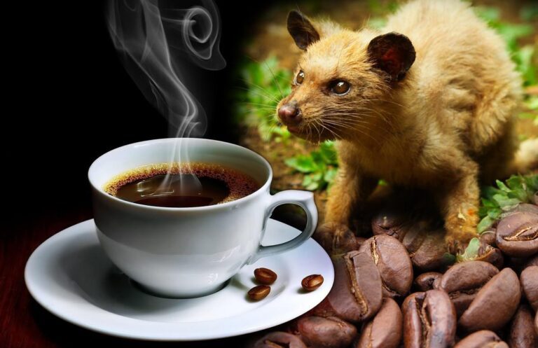 Kopi Luwak – What Makes the Coffee the Most Expensive in the World