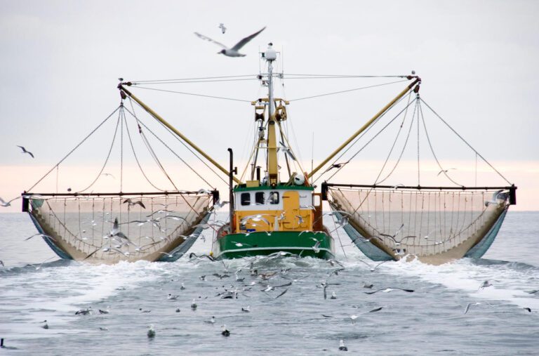 Overfishing – Putting the entire ocean system at risk