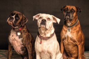 Weird History of Dog Poop – The Secret Ingredient in Victorian Leather