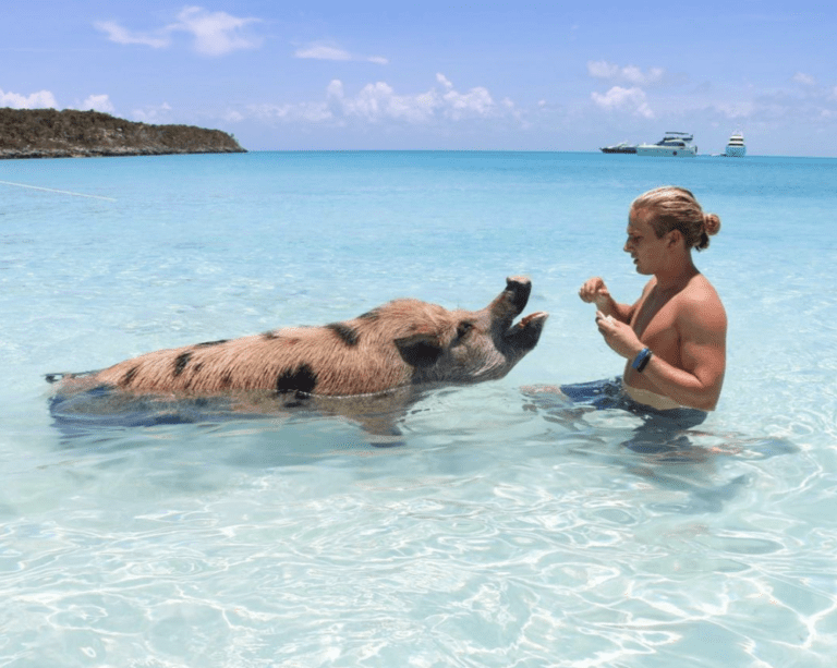 Pig Beach on Bahamas – All About Swimming Pigs