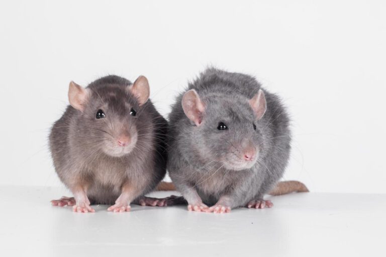 Rats – More Than Just Laboratory Experiment