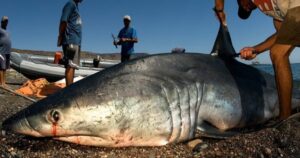 Shark Fin Trade Facts – Why Do We Need to Stop It?