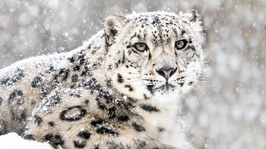 Snow Leopard – One of the Most Unique Cats in the World is Endangered Snow Leopard – One of the Most Unique Cats in the World is Endangered