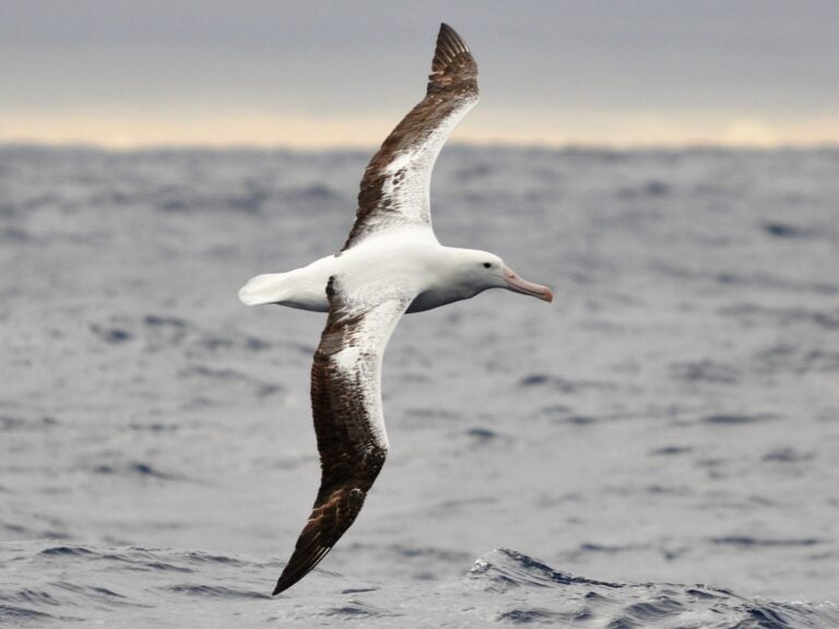 The Albatross, Sea Bird that Can go Years Without Landing