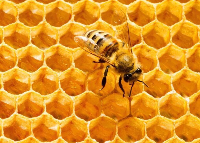 The Hexagon – Nature’s Most Powerful Creation