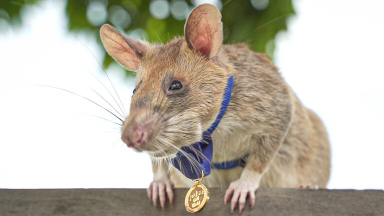 The Legacy of Magawa, the Rat Hero