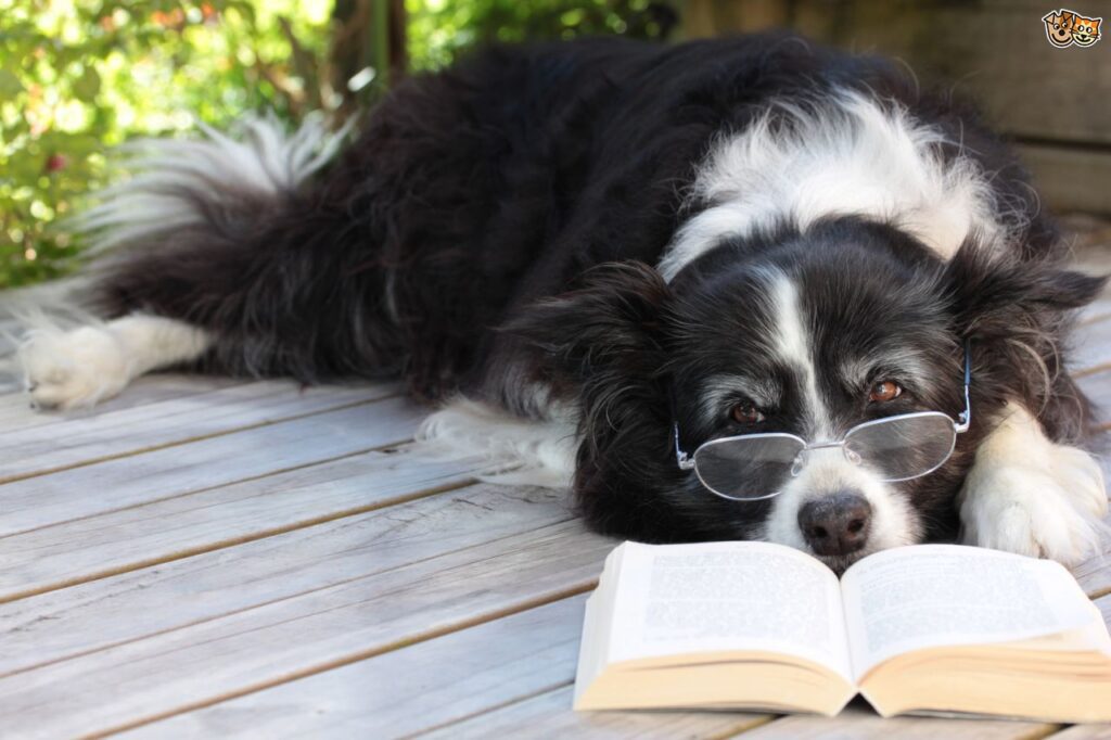 Top 5 Most Intelligent Dogs