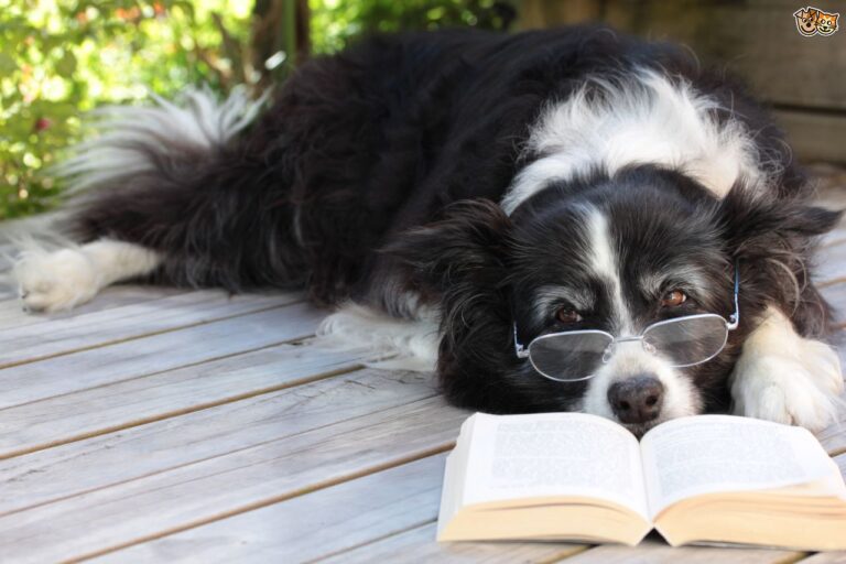 Top 5 Most Intelligent Dogs