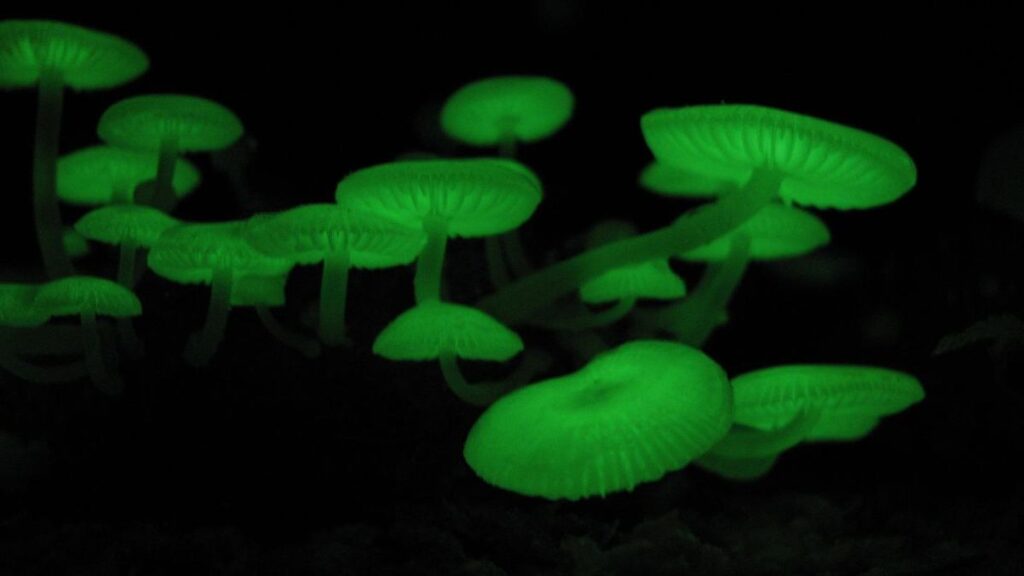 Top 7 Strange and Weird Looking Mushrooms Top 7 Strange and Weird Looking Mushrooms