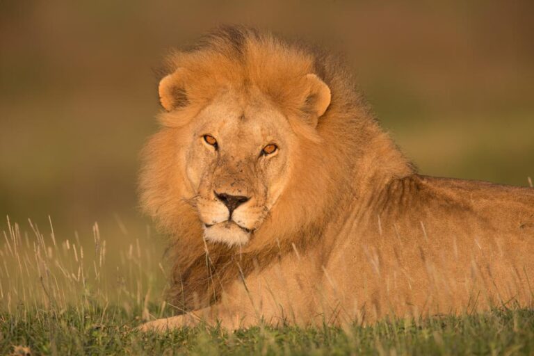 Where did all the animals go? Decline of Animal Species through numbers